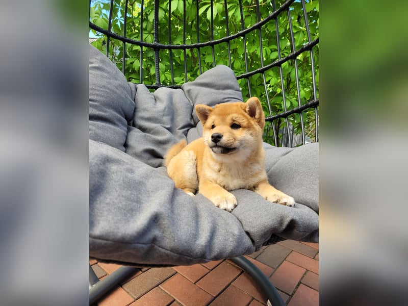 Shiba Inu Welpe