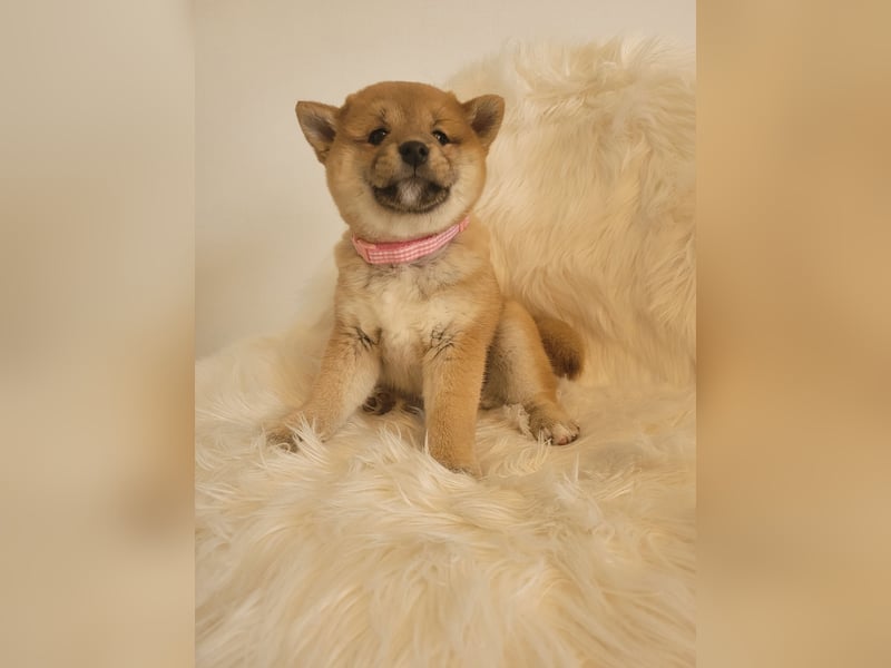 Shiba inu Welpen