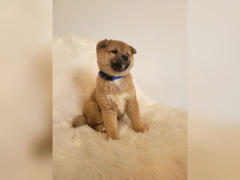 Shiba inu Welpen