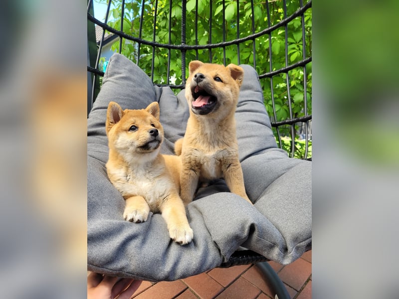 Shiba Inu Welpen