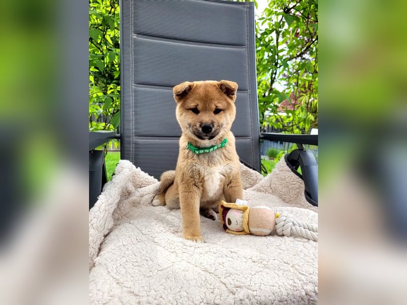 Shiba inu Welpen