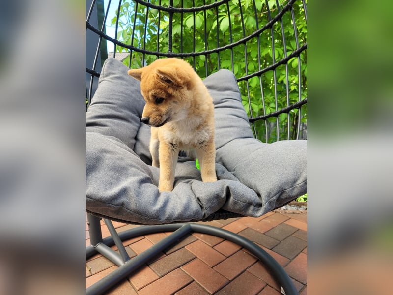 Shiba Inu Welpen