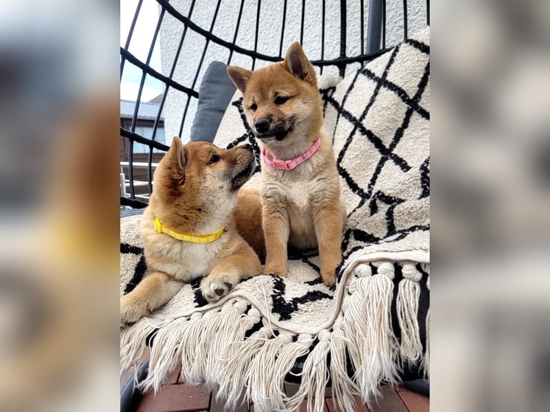 Shiba Inu Welpe