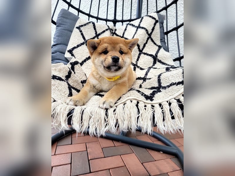 Shiba inu Welpen