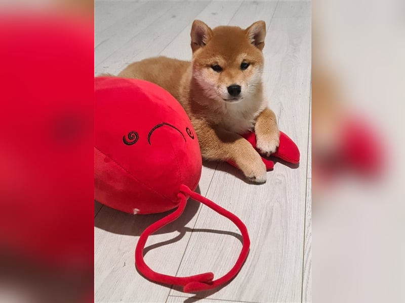 Wunderschöne Shiba Inu Welpen aus erfahrener Zucht, bereit für liebevolle Familien