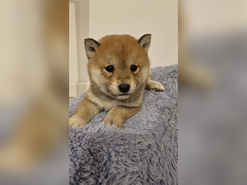 Wunderschöne Shiba Inu Welpen aus erfahrener Zucht, bereit für liebevolle Familien