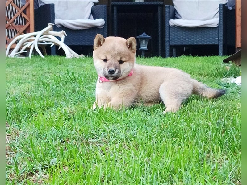 Shiba inu Welpen