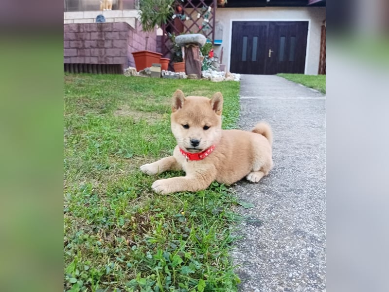 Shiba inu Welpen