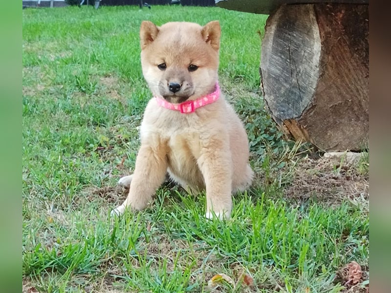 Shiba inu Welpen