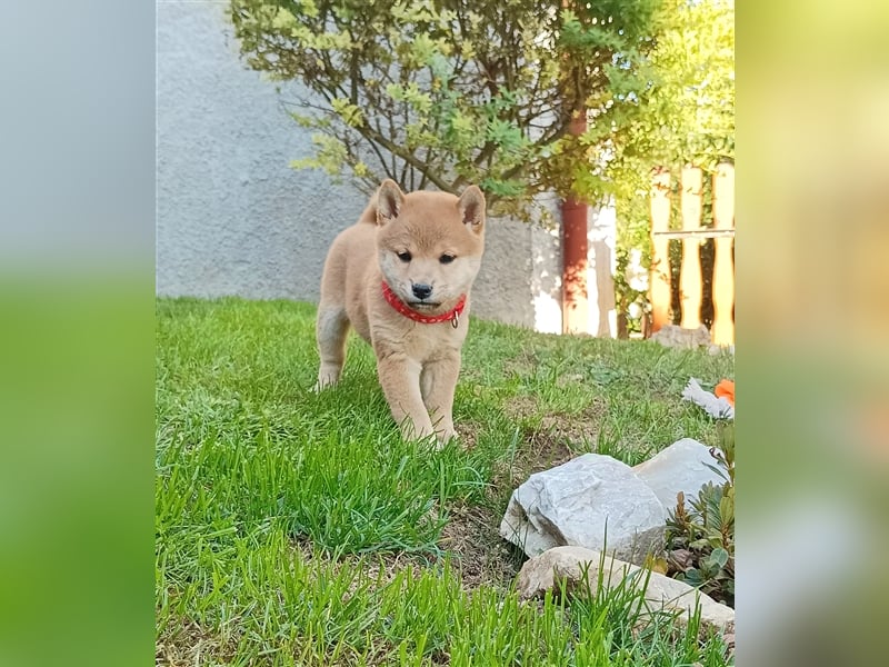 Shiba inu Welpen