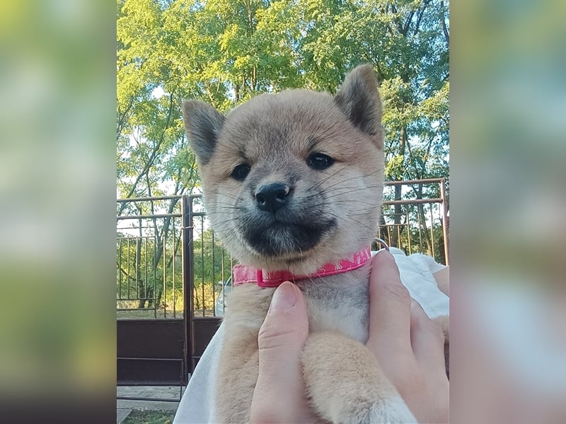 Shiba inu Welpen