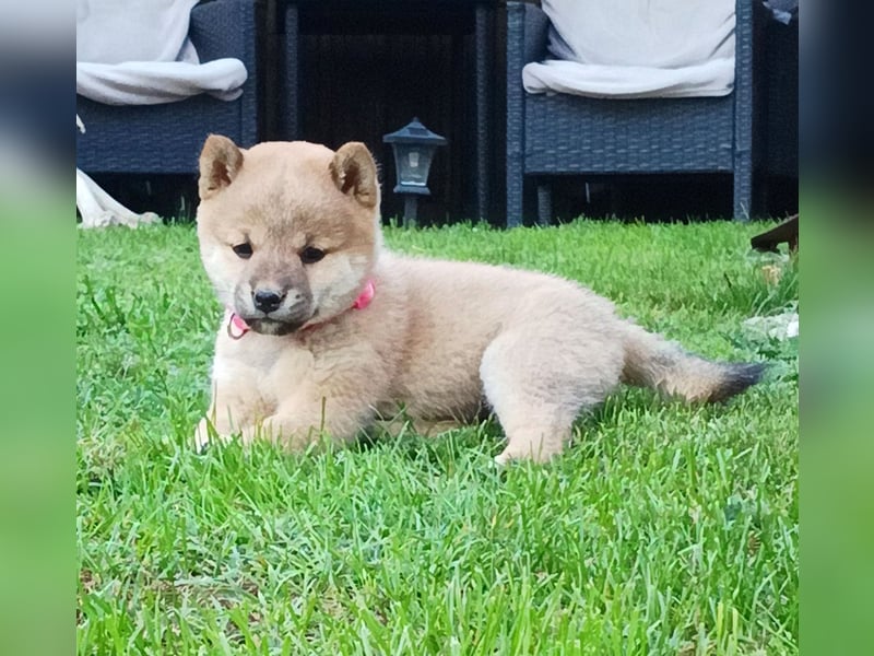 Shiba inu Welpen