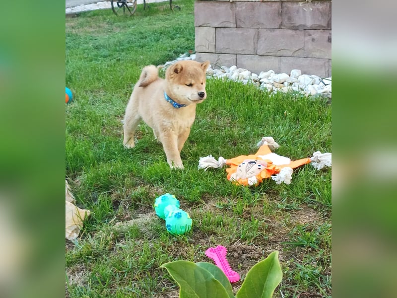 Shiba inu Welpen