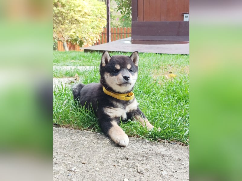 Shiba inu Welpen