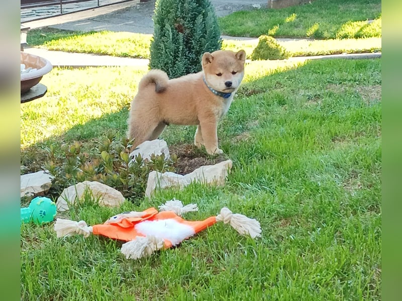 Shiba inu Welpen