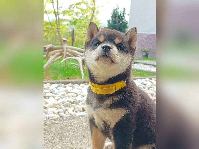 Shiba inu Welpen