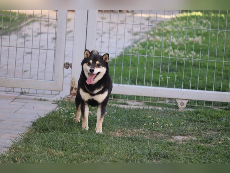 Shiba inu Welpen