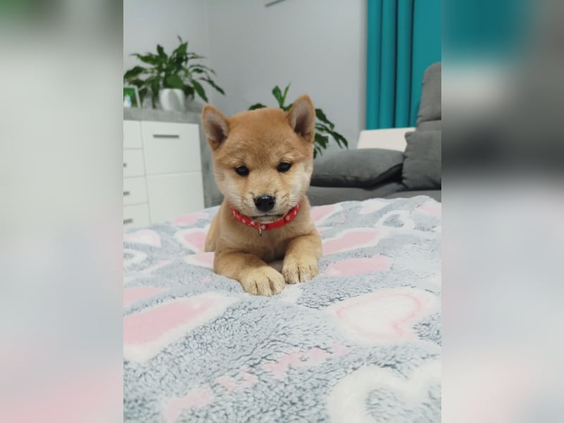 Shiba inu Welpen