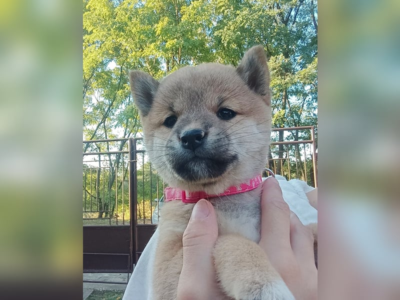 Shiba inu Welpen