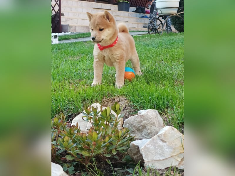 Shiba inu Welpen