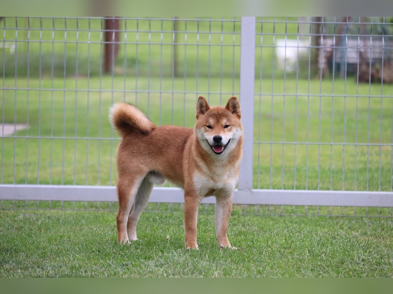 Shiba inu Welpen