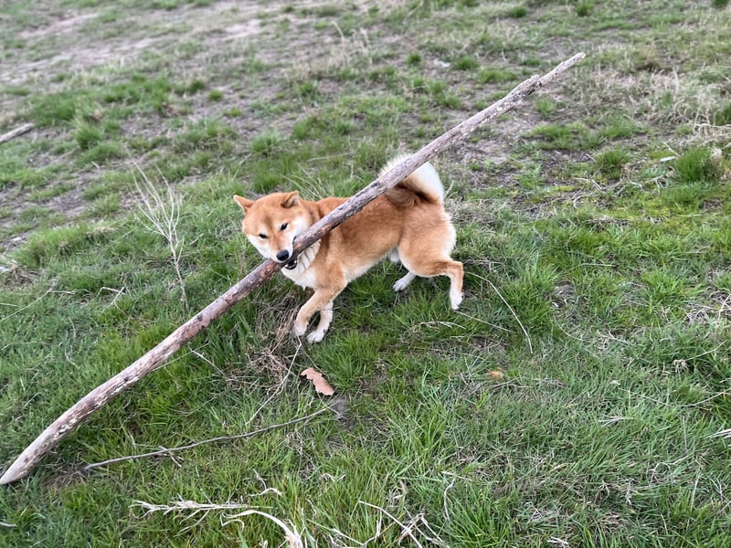 Erstklassige Shiba Inu Zucht in Sachsen