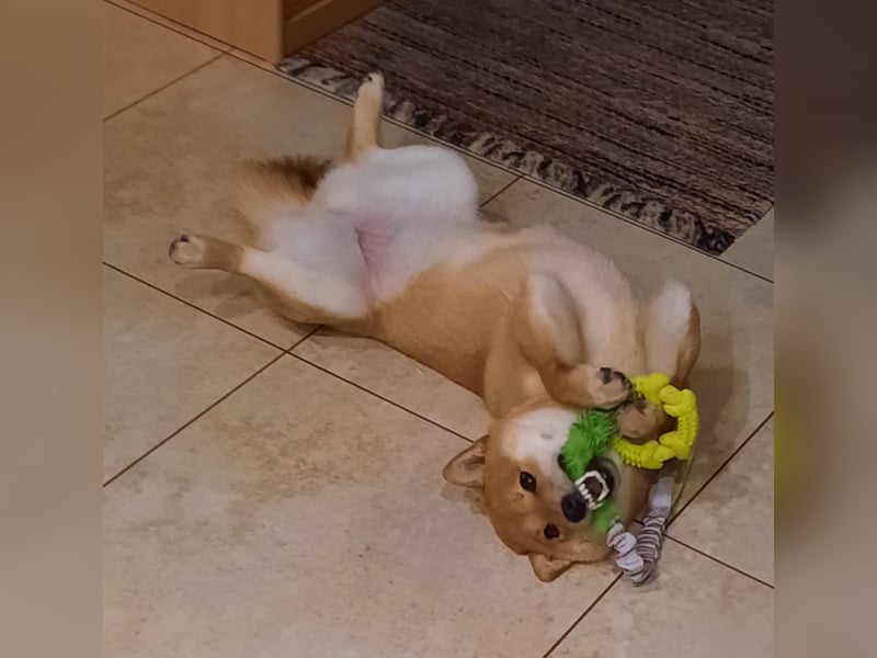 Erstklassige Shiba Inu Zucht in Sachsen