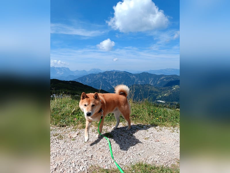 Erstklassige Shiba Inu Zucht in Sachsen