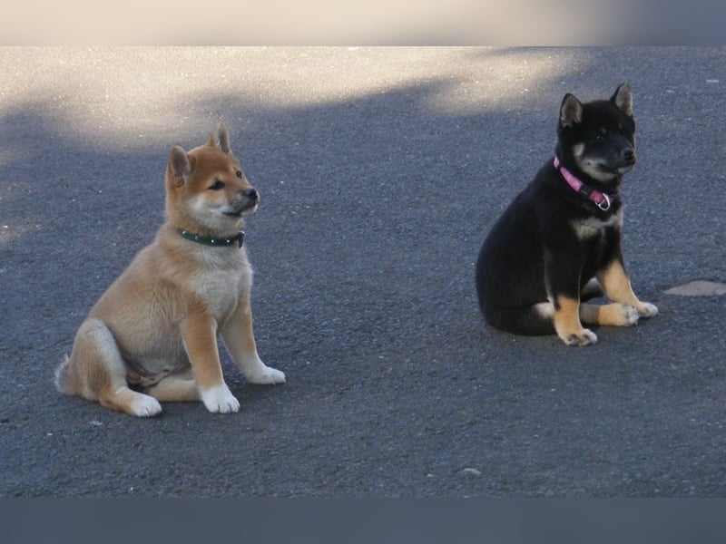 Erstklassige Shiba Inu Zucht in Sachsen