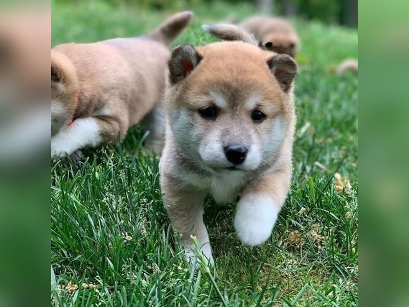 Shiba Inu Welpen abzugeben