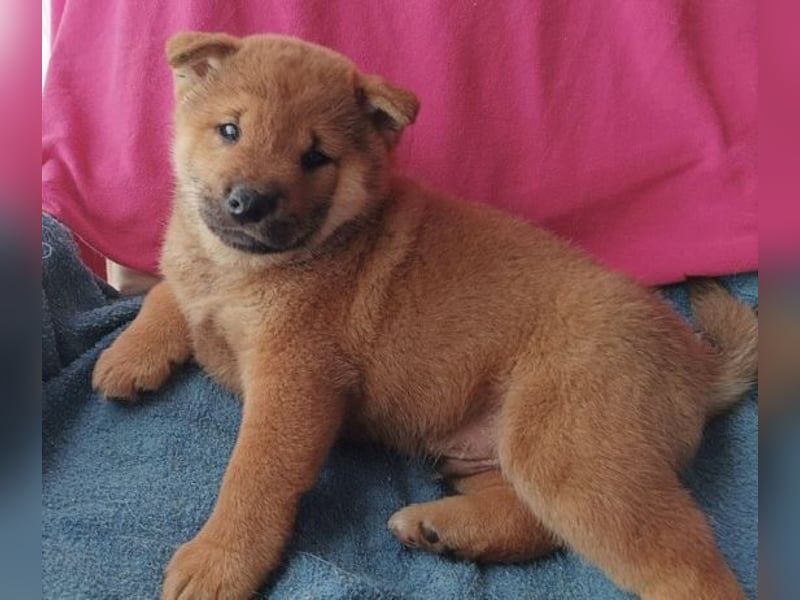 Reinrassige Shiba Inu Welpen