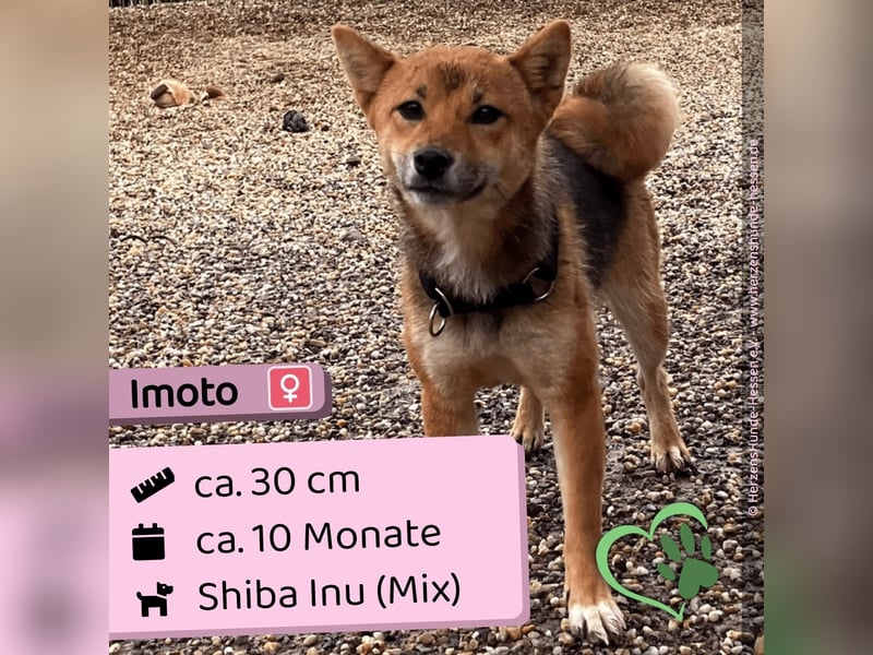Imoto
