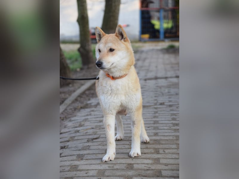 Bailey - auf PS in 53797 Lohmar - freundliche, ruhige Hündin mit offenem Wesen