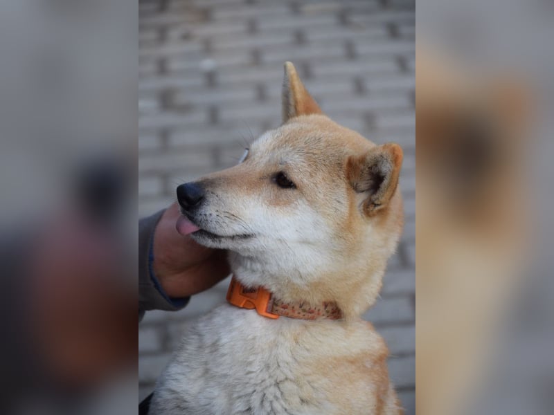 Bailey - freundliche, ruhige Hündin mit offenem Wesen
