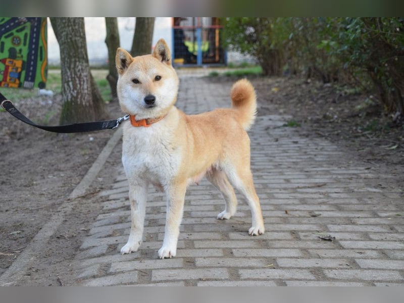 Bailey - freundliche, ruhige Hündin mit offenem Wesen
