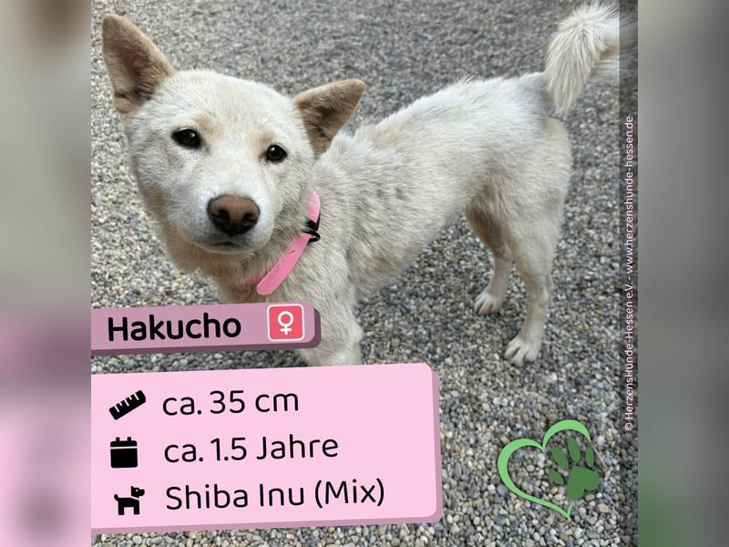 Hakucho