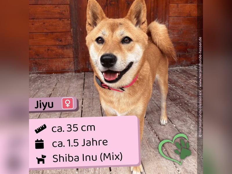 Jiyu