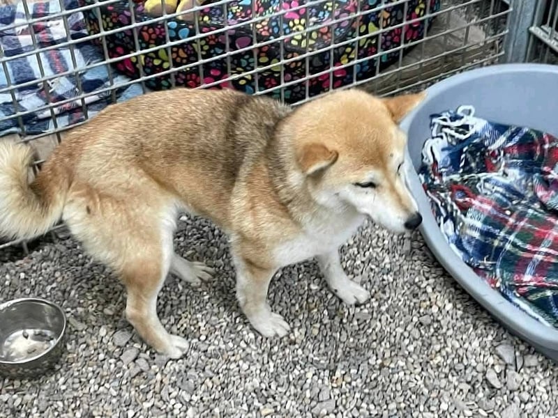 Isako