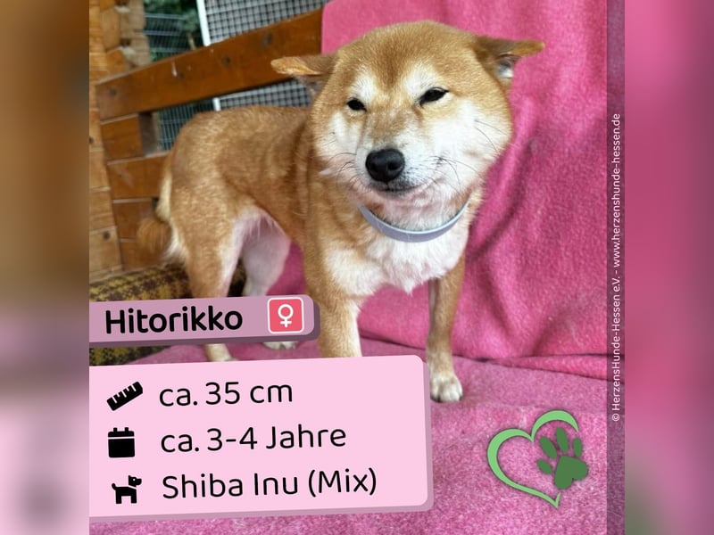 Hitorikko - süß, verschmust