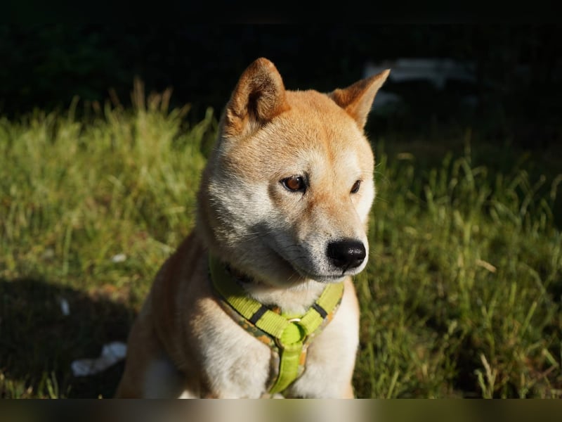 Nobuko
