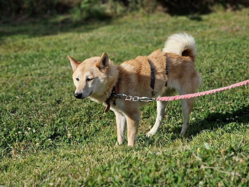 Takara