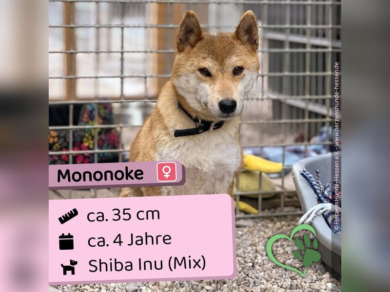 Mononoke - lieb, sozial