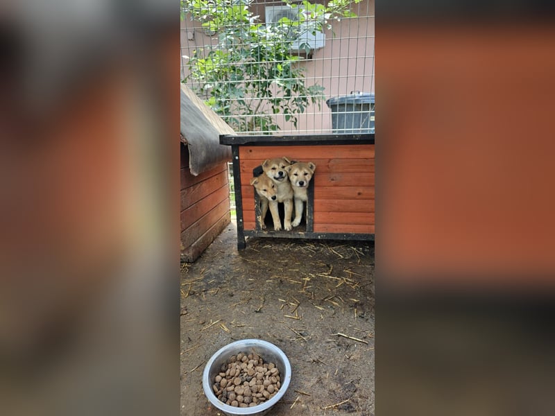 Davina, aktives Shiba Inu Welpenmädchen geb. 2025