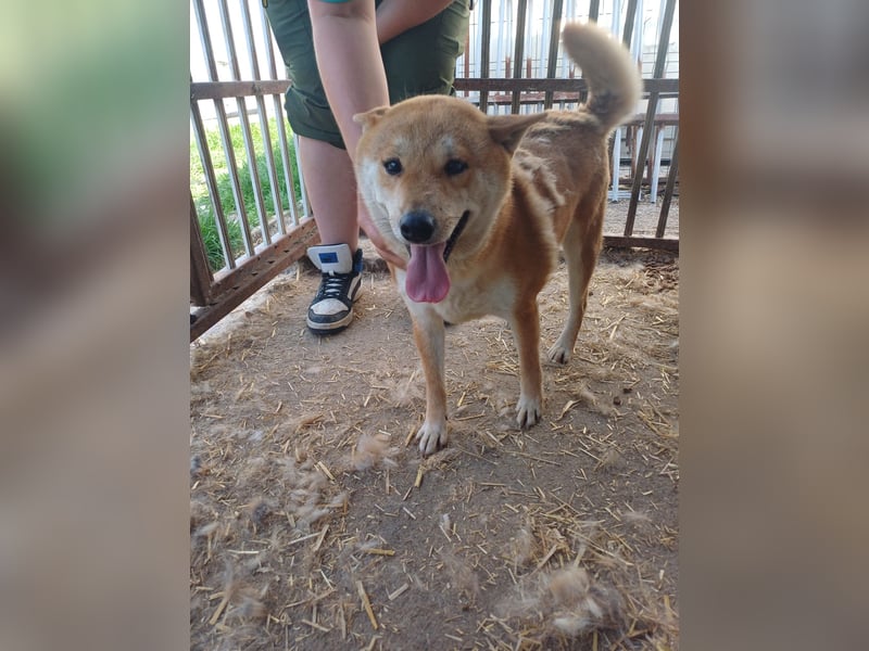 Nyomda, aktiv verschmuste, freundliche Shiba Inu Dame geb. 2021