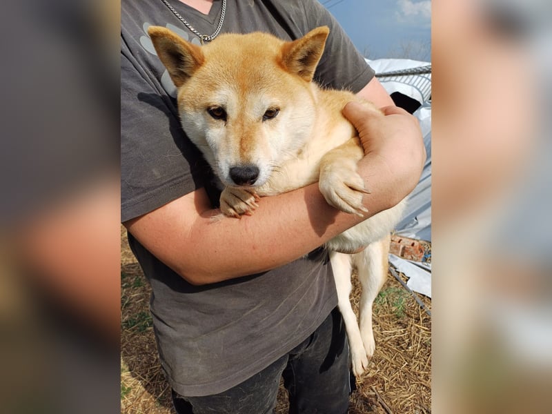 Domino. ruhige freundliche Shiba Inu Dame geb. 2021