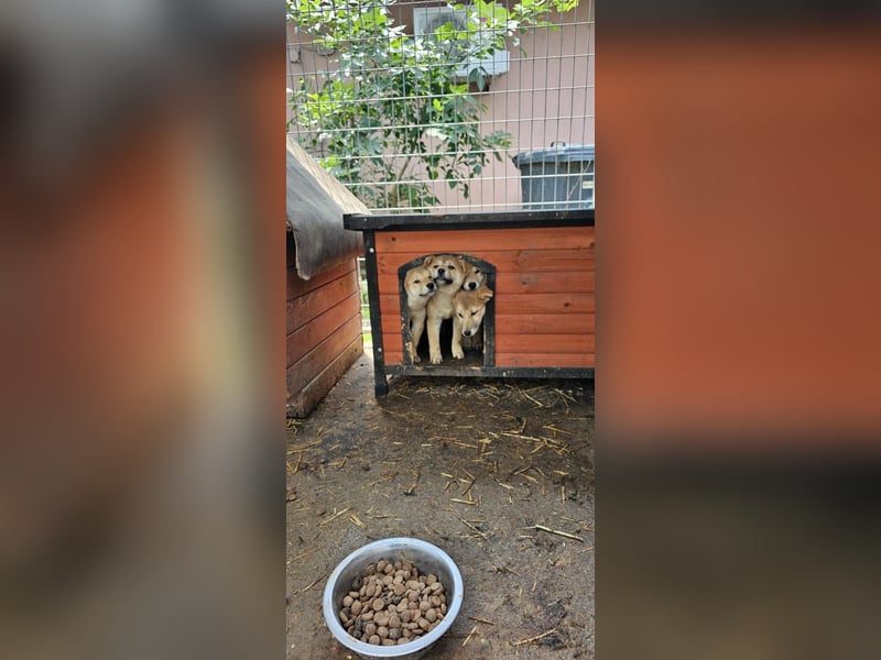 Davina, aktives Shiba Inu Welpenmädchen geb. 2025