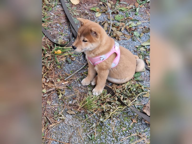 3 Monate alte Shiba Inu Hündin