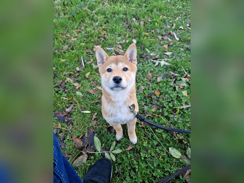 3 Monate alte Shiba Inu Hündin