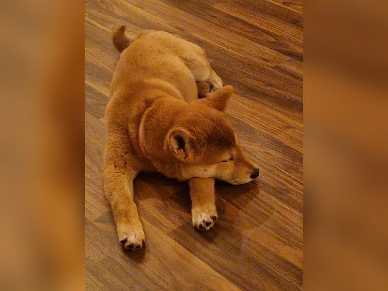 3 Monate alte Shiba Inu Hündin