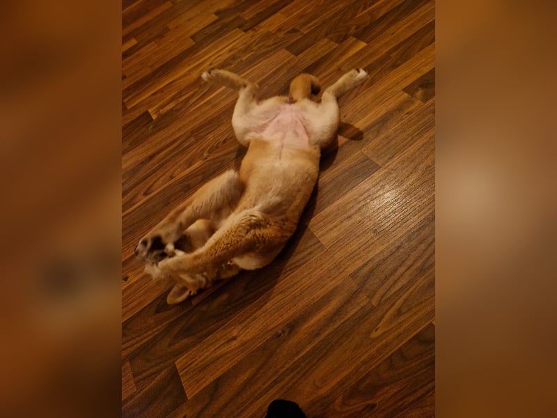 3 Monate alte Shiba Inu Hündin